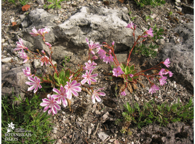 Lewisia cotyledon   'Elise'